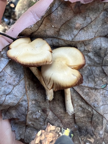 Common Gilled Mushrooms and Allies