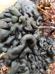 Codium setchellii
