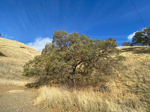 Hybrid oak (Quercus × eplingii)