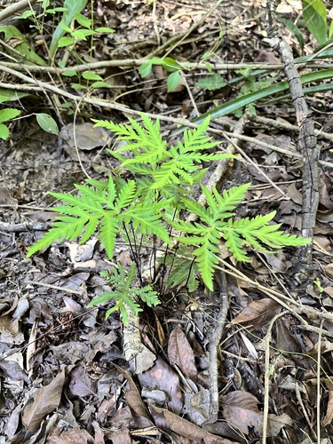 Image of Doryopteris concolor by (c) Virginia Y. Mogni, some rights reserved (CC BY)