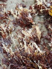 Odonthalia