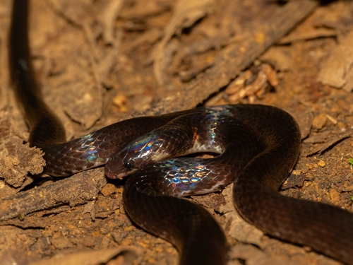 Despax's Ground Snake