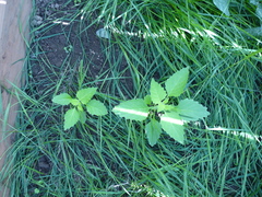 Magnoliopsida