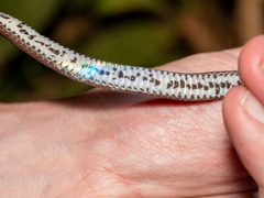 Despax's Ground Snake photo 2