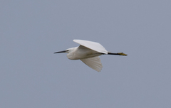 Egretta garzetta