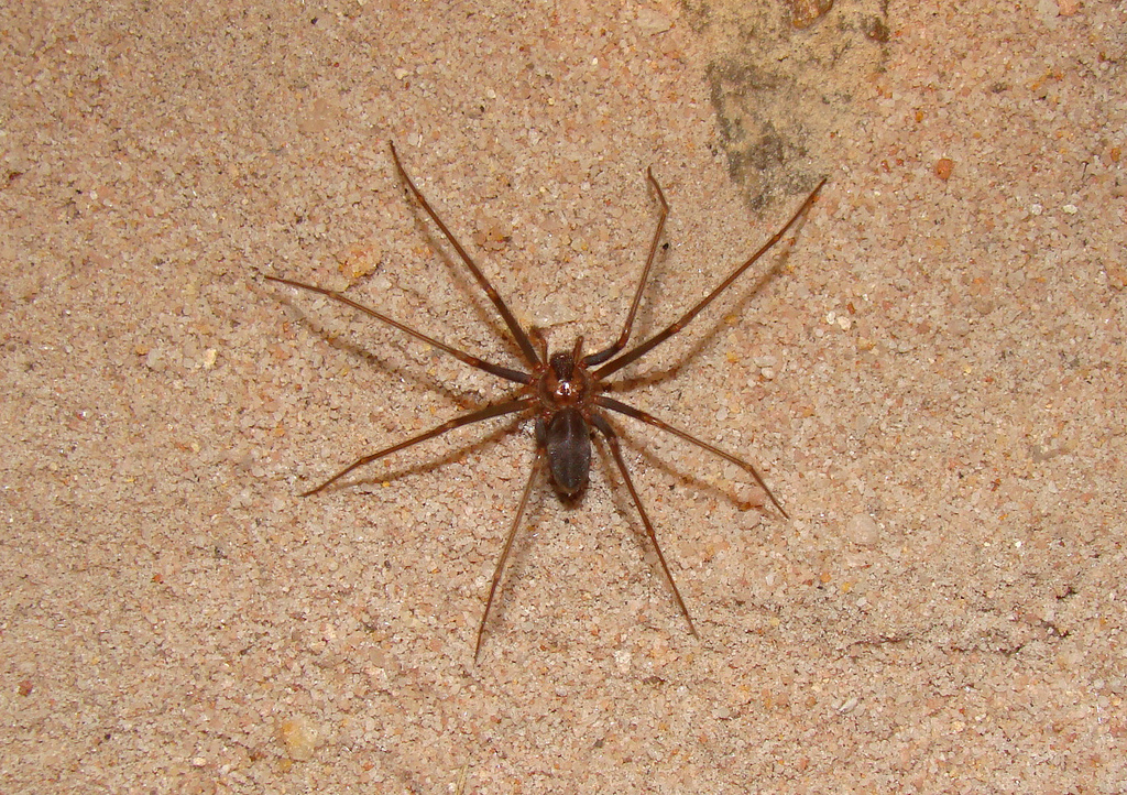 Loxosceles chapadensis