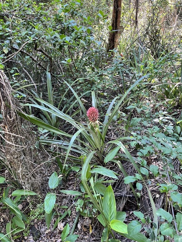 Image of Ananas macrodontes by (c) Virginia Y. Mogni, some rights reserved (CC BY)