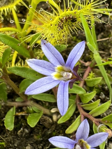 Lobelia pratioides Benth.