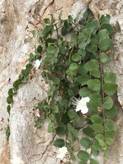 Capparis