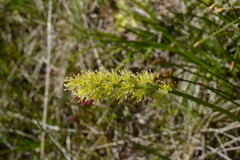 Tofieldia calyculata