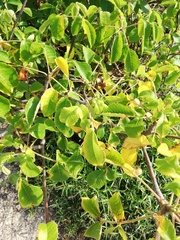 Bursera excelsa