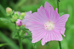 Malva alcea