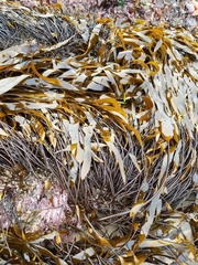 Laminaria sinclairii