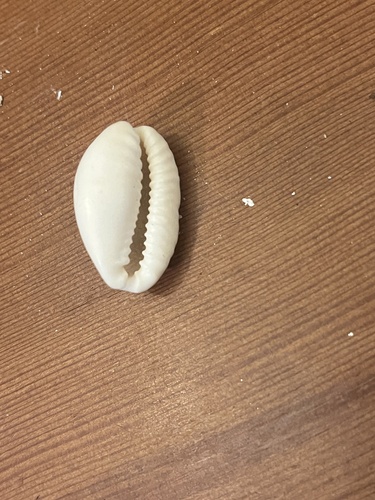 Cypraea erosa observed 2024-11-19