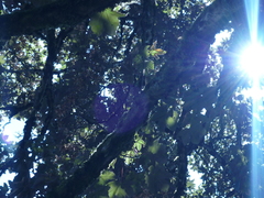 Acer