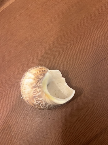 Turbo petholatus observed 2024-11-19