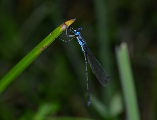 Blue-striped Spreadwing photo 4