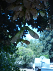 Acer