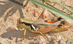 Melanoplus glaucipes