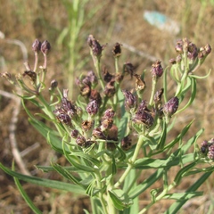 Vernonia marginata