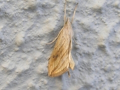 Evergestis forficalis