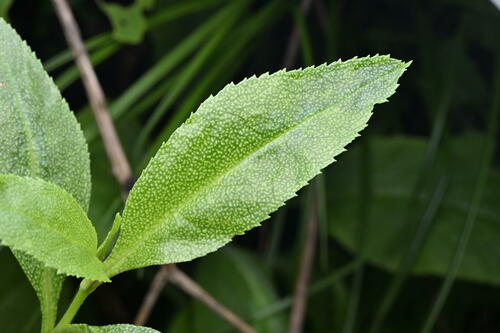 Myoporum laetum