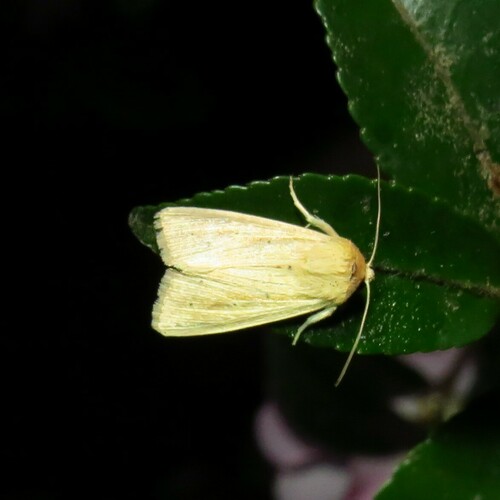 Adjutant Wainscot