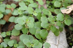 Tiny Australian Umbrella Tree (Australina pusilla)