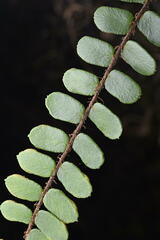 Button Fern (Pellaea rotundifolia)