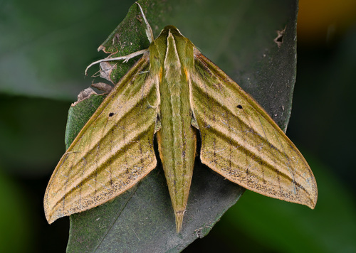 Xylophanes crotonis Walker, 1856
