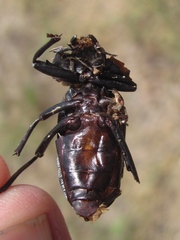 Eleodes suturalis
