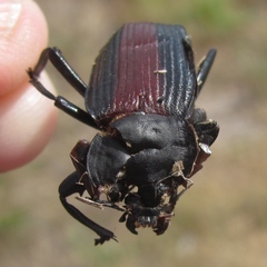 Eleodes suturalis