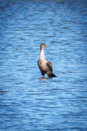iNaturalist observation photo of Double-crested Cormorant