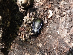 Carabus serratus