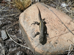 Liolaemus alticolor