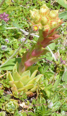 Sempervivum wulfenii