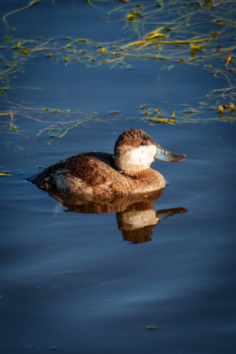 iNaturalist observation photo of Ruddy Duck