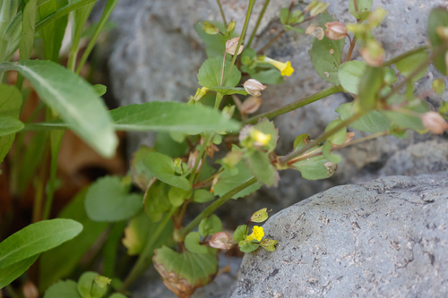 Erythranthe inamoena (Erythranthe inamoena)