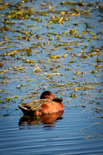 iNaturalist observation photo of Cinnamon Teal