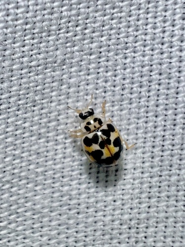 Twenty-spotted Lady Beetle photographed in Virginia