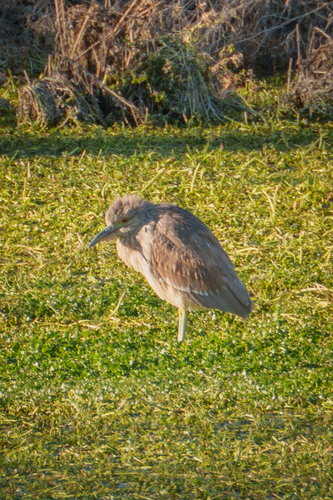 iNaturalist observation photo of Black-crowned Night Heron