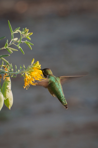 iNaturalist observation photo of Anna's Hummingbird