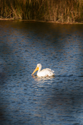 iNaturalist observation photo of American White Pelican
