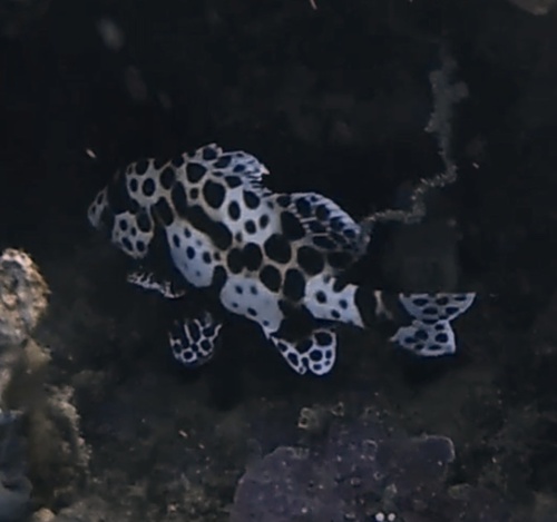 Harlequin Sweetlips (Plectorhinchus chaetodonoides)