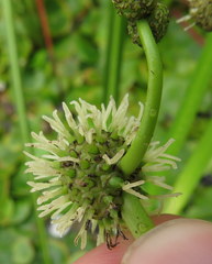 Sparganium eurycarpum