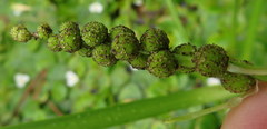 Sparganium eurycarpum