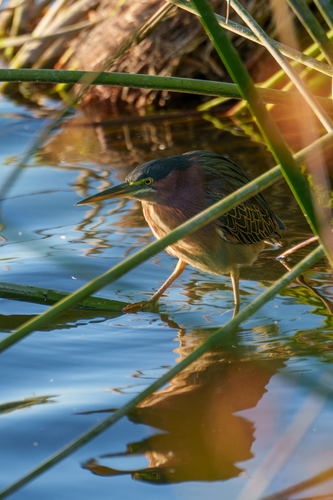 iNaturalist observation photo of Green Heron