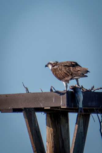 iNaturalist observation photo of Osprey