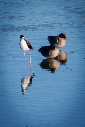 iNaturalist observation photo of Black-necked Stilt