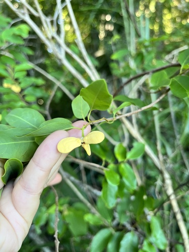 Annona emarginata, photograph 6